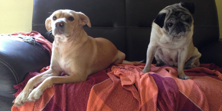 A imagem mostra duas cachorras no sofá. A da esquerda é uma vira-lata com de mel e está deitada olhando para frente. A da direita é uma pug velhinha e está sentada olhando também para frente.