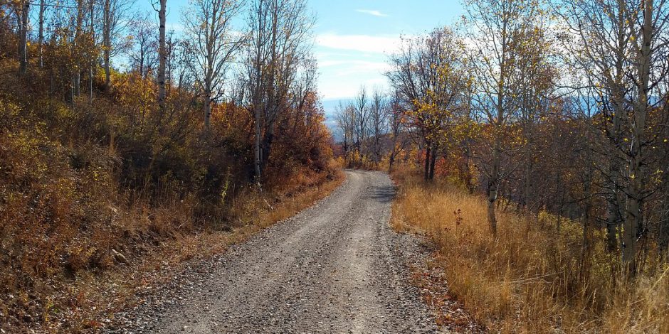 Uma estrada de terra vazia, em meio a vegetação
