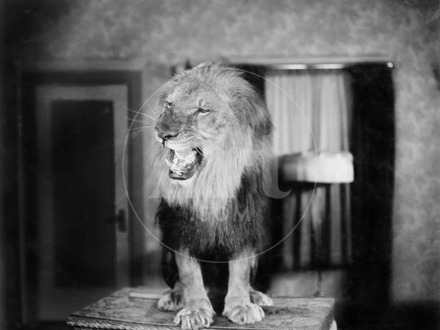 imagem em preto e branco de um leão em cima de uma mesa